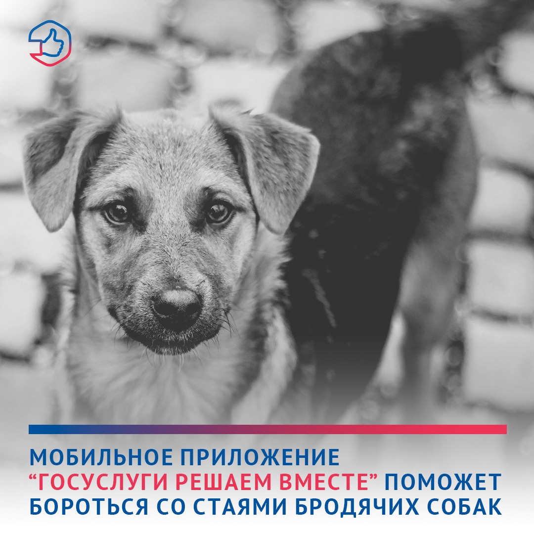 Жители Адыгеи могут сообщить о бродячих собаках через Госуслуги.