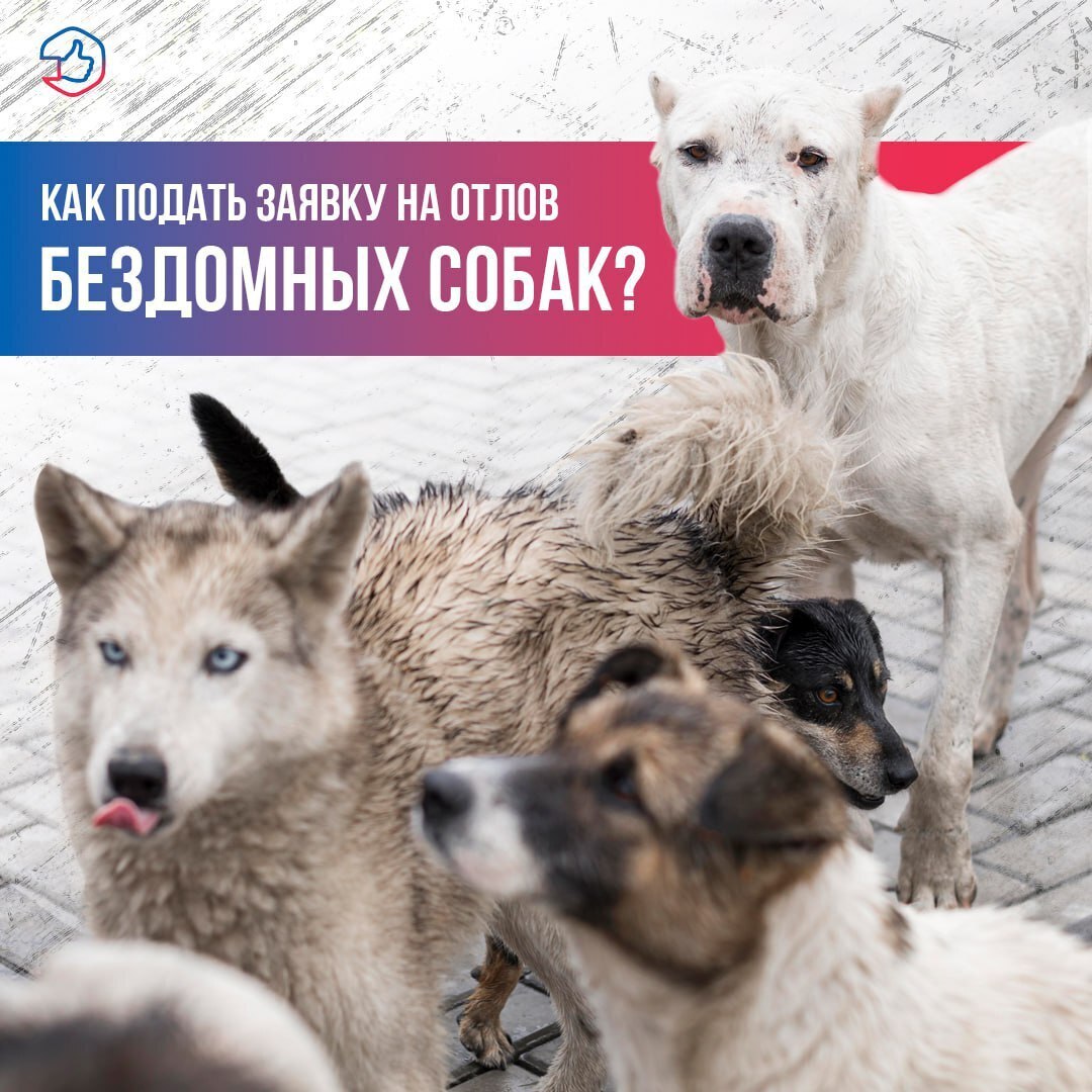 Госпаблики напоминают как подать заявку на отлов собак.