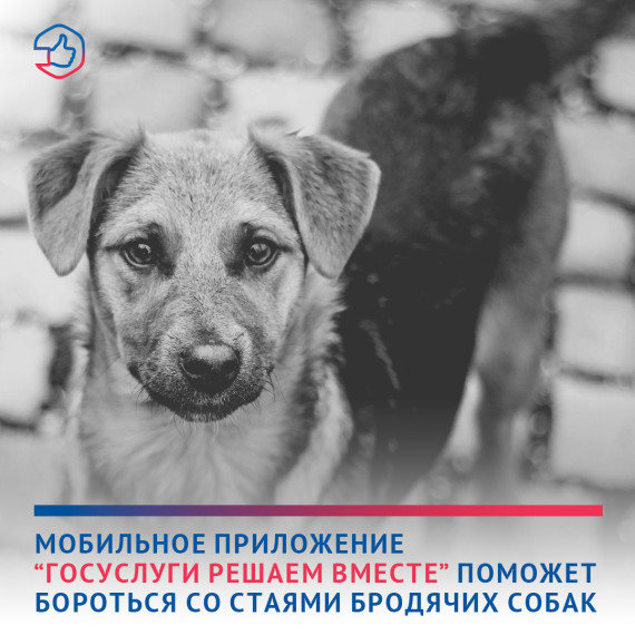 Жители Адыгеи могут сообщить о бродячих собаках через Госуслуги. Жители Адыгеи могут сообщить о бродячих собаках через Госуслуги.